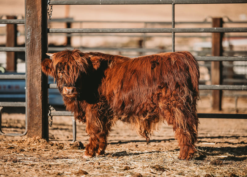 A Local's Guide to Apple Valley, California