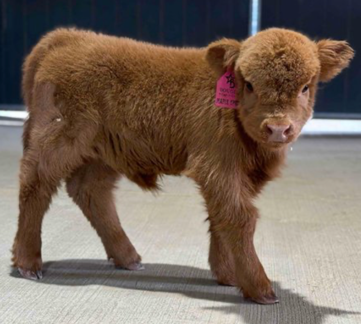 Mini Highland Cow Price Guide: What You're Really Paying For