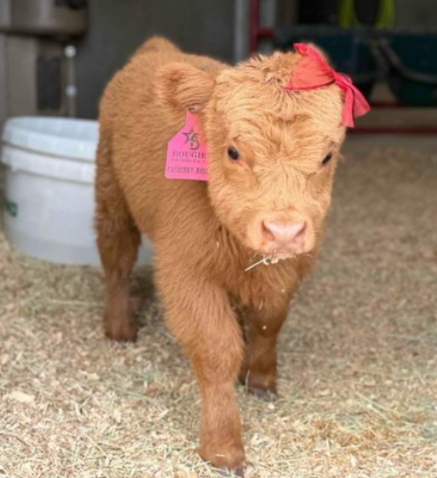 Mini Cow Care 101: Feeding, Shelter, and the Daily Routine
