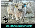 Load image into Gallery viewer, Trucker Coal -Mini Virgin Dehorned Bull $8000.00