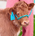 Load image into Gallery viewer, Rocky - Mid-Size Roan Bull/Steer