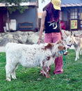 Load image into Gallery viewer, Churro - WEANED Mid Size Bull/Steer