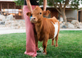 Load image into Gallery viewer, Bucky - Micro/Mini Weaned Polled Steer