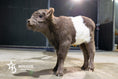 Load image into Gallery viewer, M&M – Mid Size Polled Dun Belted Heifer