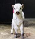 Load image into Gallery viewer, Mushroom – Micro/Mini High-Park Heifer