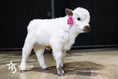 Load image into Gallery viewer, Mushroom – Micro/Mini High-Park Heifer