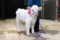 Load image into Gallery viewer, Barbie – Micro/Mini High-Park Heifer