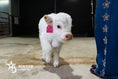 Load image into Gallery viewer, Barbie – Micro/Mini High-Park Heifer
