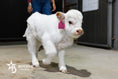 Load image into Gallery viewer, Barbie – Micro/Mini High-Park Heifer