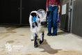 Load image into Gallery viewer, Ozzie 2.0 – Mid Size High Park Bull / Steer