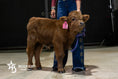 Load image into Gallery viewer, Dixie Dunn – Mid Size Heifer