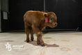 Load image into Gallery viewer, Dixie Dunn – Mid Size Heifer