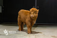 Load image into Gallery viewer, Peanut Butter – Mid-Size High Percentage Highland Bull/Steer