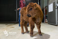 Load image into Gallery viewer, Beau – Mid Bull/Steer