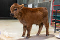 Load image into Gallery viewer, Beau – Mid Bull/Steer
