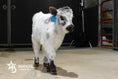 Load image into Gallery viewer, Banks – Mid High-Park Bull/Steer