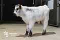 Load image into Gallery viewer, Banks – Mid High-Park Bull/Steer