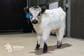 Load image into Gallery viewer, Banks – Mid High-Park Bull/Steer