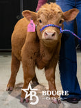 Load image into Gallery viewer, Gigi – Polled Mini/Mid Heifer