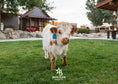 Load image into Gallery viewer, Churro - WEANED Mid Size Bull/Steer