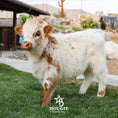 Load image into Gallery viewer, Churro - WEANED Mid Size Bull/Steer