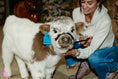 Load image into Gallery viewer, Calf Cuddling