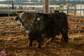 Load image into Gallery viewer, Trucker Coal -Mini Virgin Dehorned Bull $8000.00