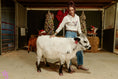 Load image into Gallery viewer, Jellybean- WEANED Polled Mini/Mid Size Heifer $15,000.00