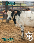 Load image into Gallery viewer, Bucky - Micro/Mini Weaned Polled Steer