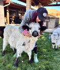 Load image into Gallery viewer, Calf Cuddling