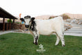 Load image into Gallery viewer, Ozzie 2.0 - WEANED Mid-Size High Park Steer