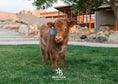 Load image into Gallery viewer, Rocky - Mid-Size Roan Bull/Steer