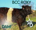 Load image into Gallery viewer, Ozzie 2.0 – Mid Size High Park Bull / Steer