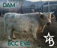 Load image into Gallery viewer, Beau – Mid Bull/Steer