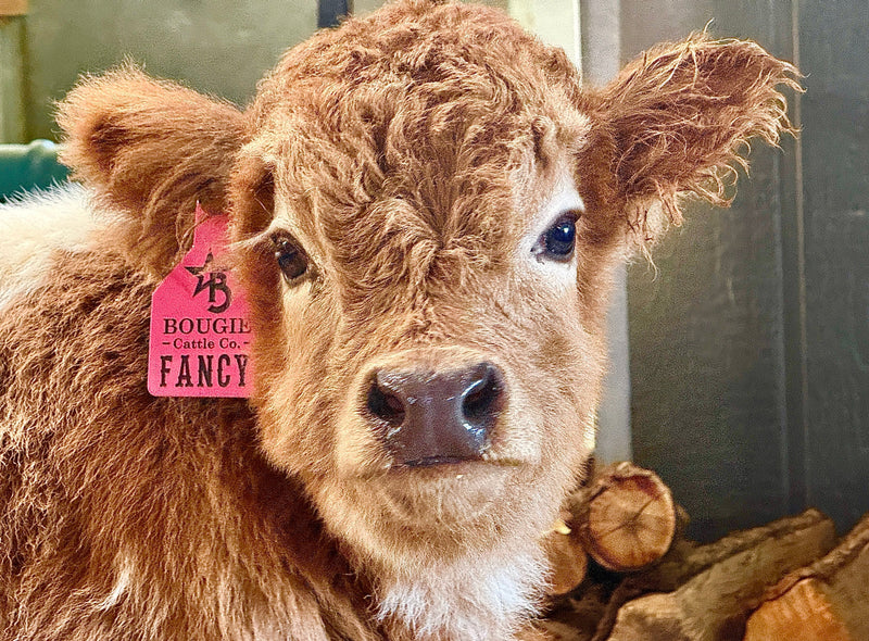 Are Mini Highland Cows Good Pets? An Honest Answer