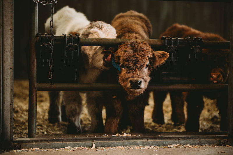 Embryo Transfer in Miniature Cattle, Explained Simply
