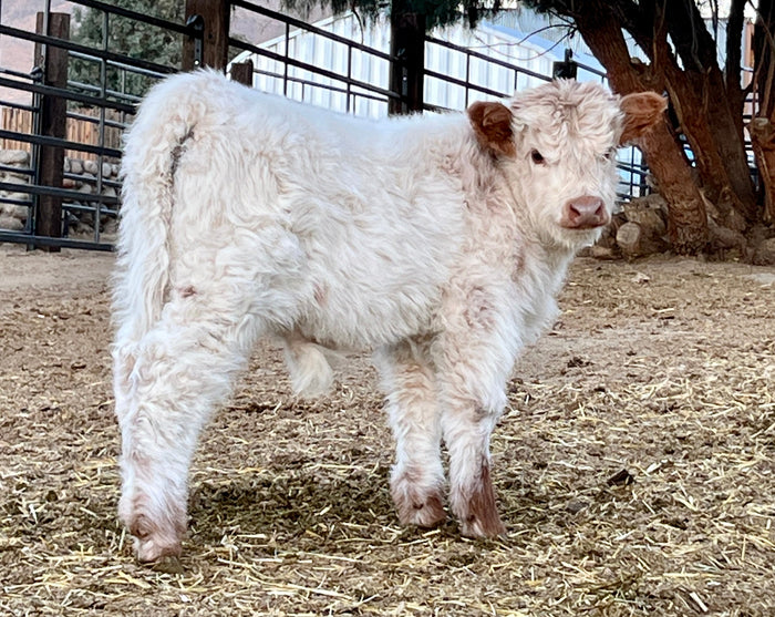 Gifting a Mini Cow Experience: Birthdays, Anniversaries & Surprises