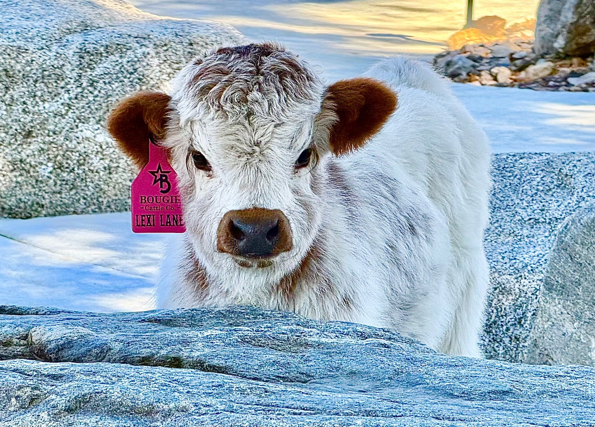 What "Chondro" Status Means in Miniature Cattle