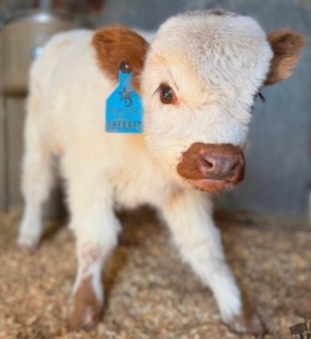 Inside the Bougie Calf Breeding Program