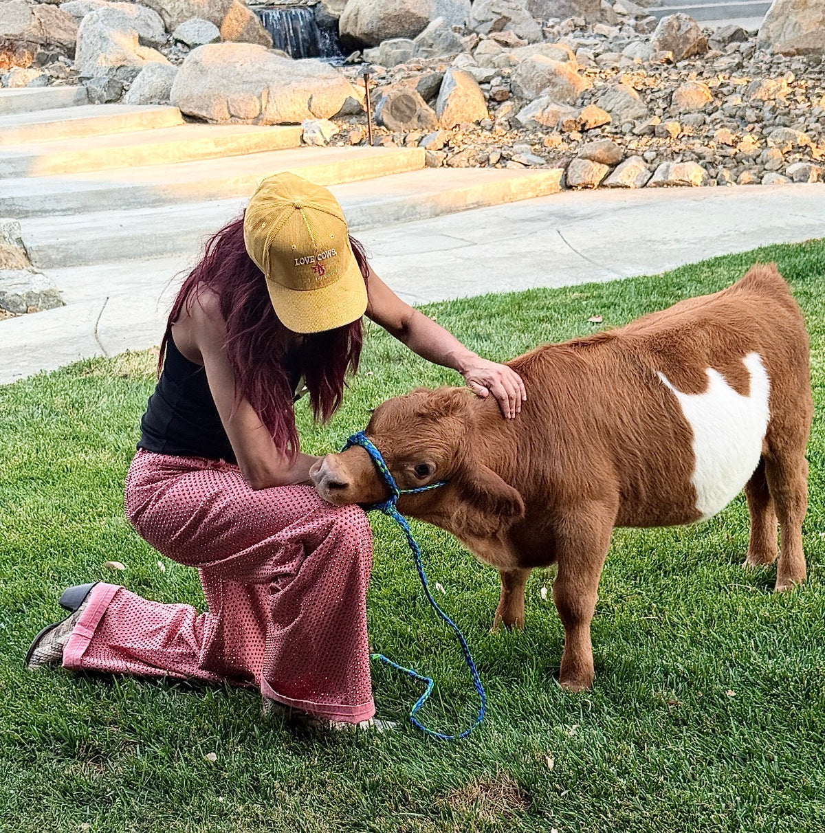 Bucky - Micro/Mini Weaned Polled Steer