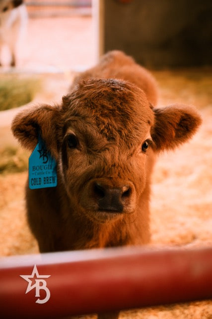 Calf Cuddling