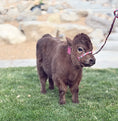 Load image into Gallery viewer, Halo - Micro/Mini Polled Heifer
