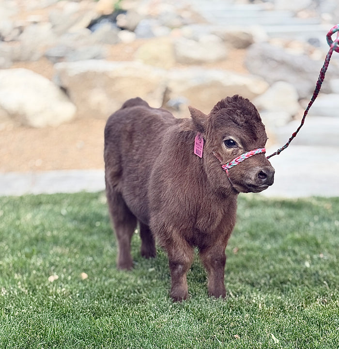 Halo - Micro/Mini Polled Heifer