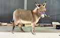 Load image into Gallery viewer, Cookie - Mini Jennet Donkey ($10,000)
