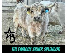 Trucker Coal -Mini Virgin Dehorned  Bull $8000.00
