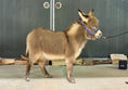 Load image into Gallery viewer, Cookie - Mini Jennet Donkey ($10,000)
