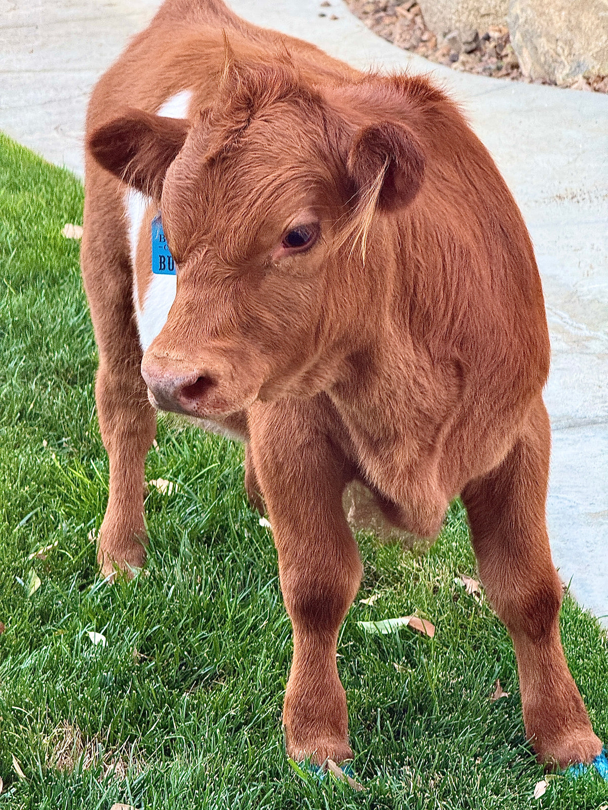 Bucky - Micro/Mini Weaned Polled Steer