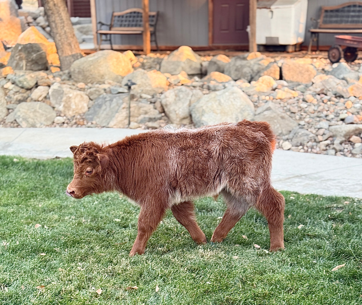 Rocky - Mid-Size Roan Bull/Steer