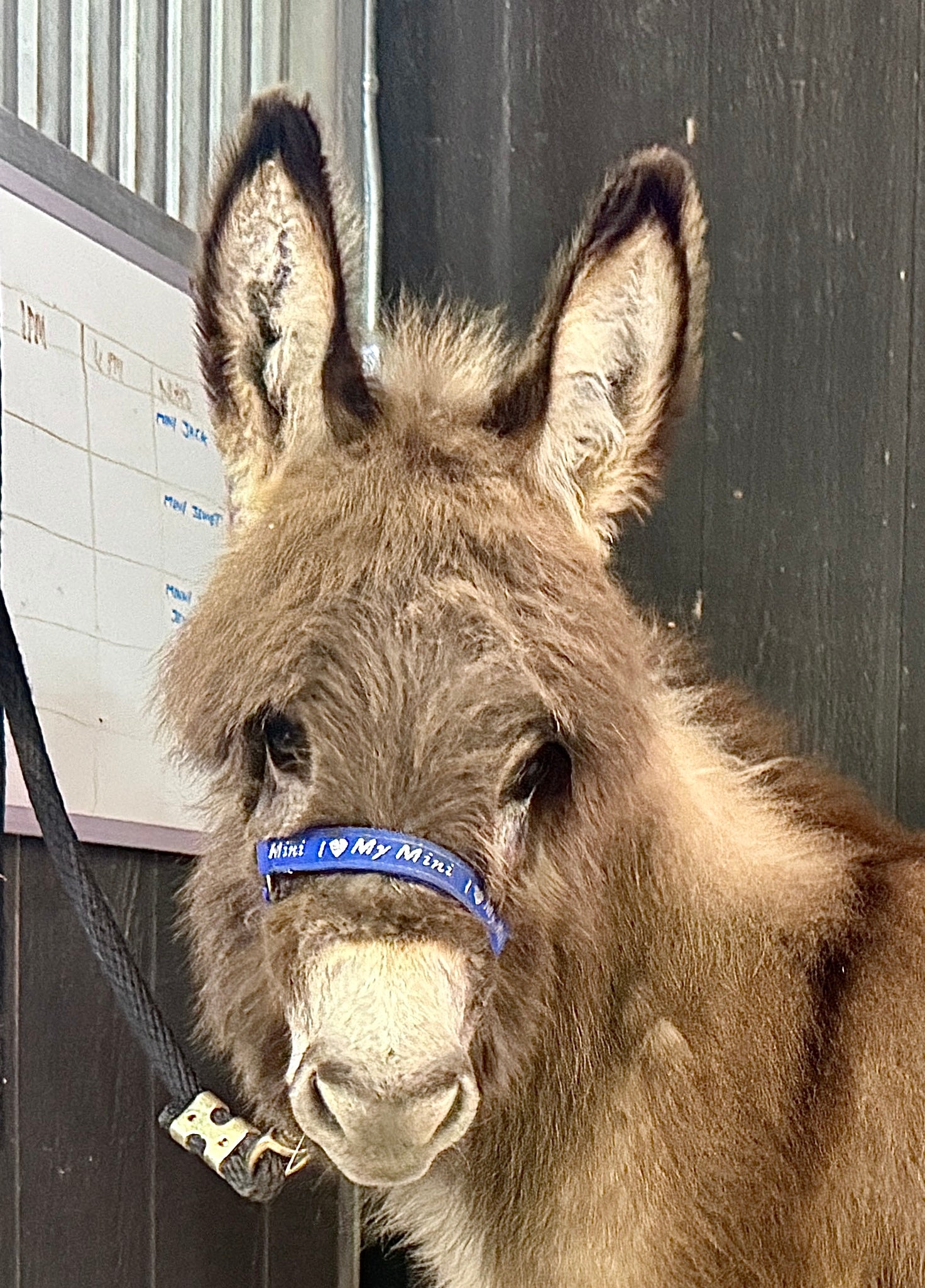 Cookie - Mini Jennet Donkey ($10,000)