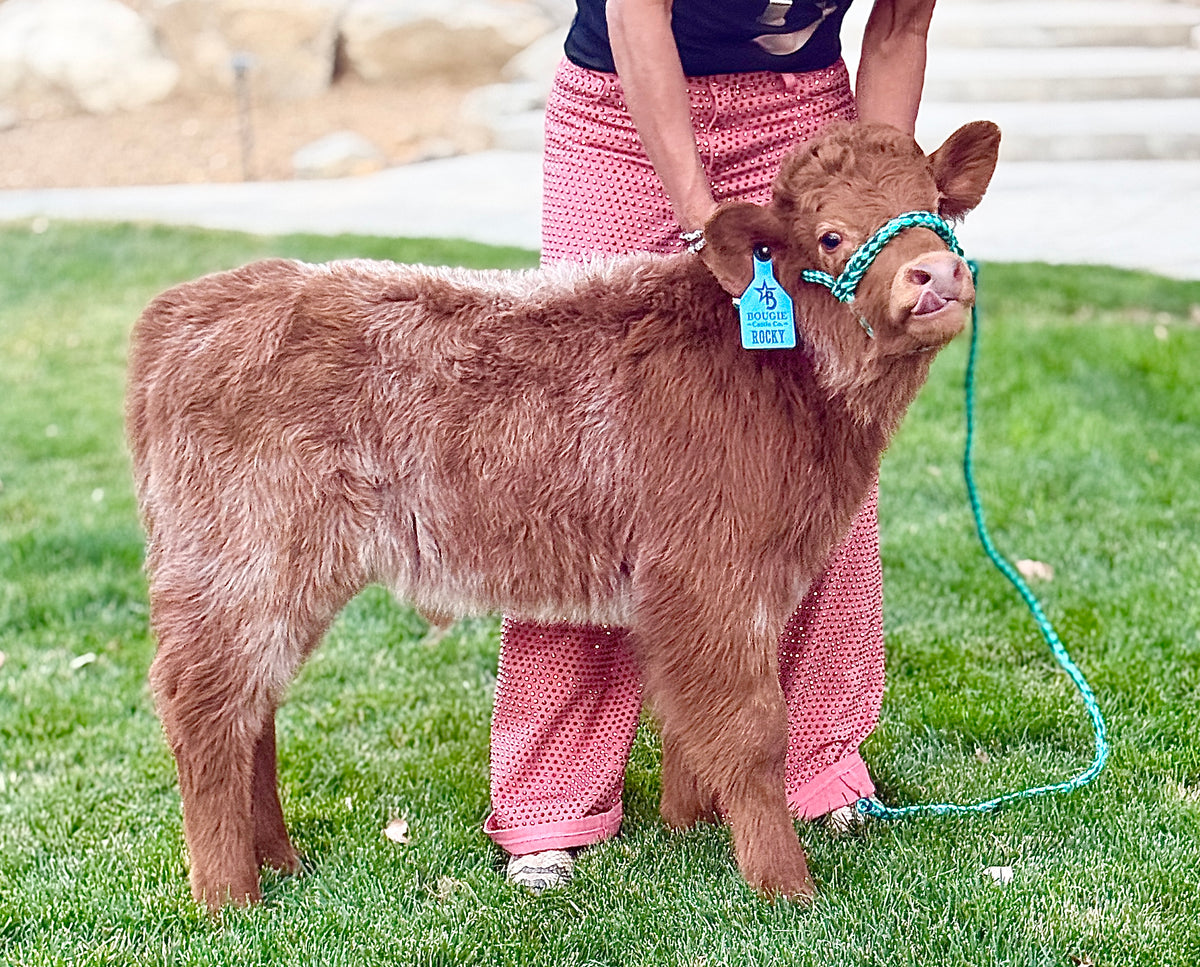 Rocky - Mid-Size Roan Bull/Steer